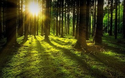 5 Ways to See The Forest For The Trees – Your Power Towards Progress