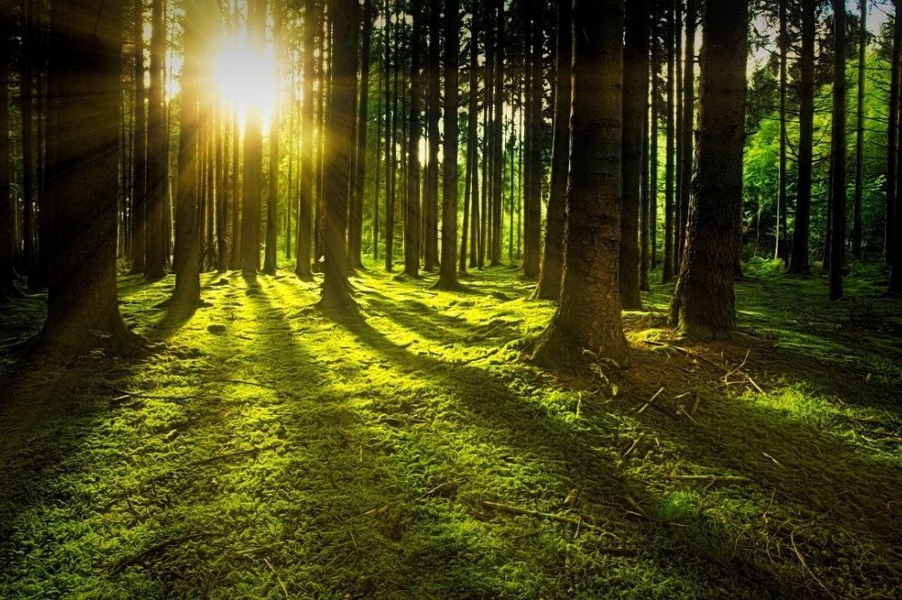 5 Ways to See The Forest For The Trees – Your Power Towards Progress